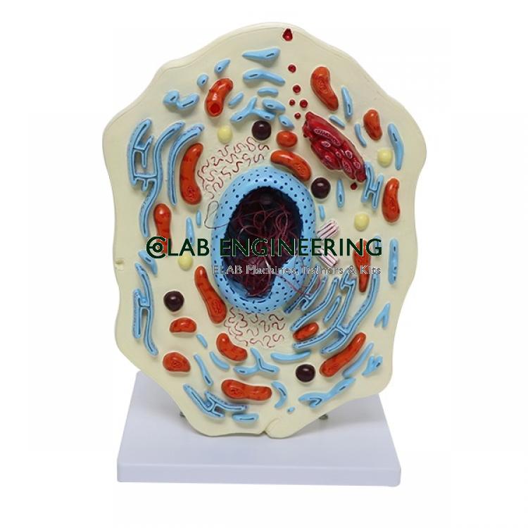 Animal Cell Model