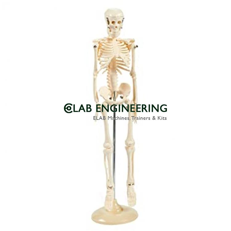 Articulated Human Skeleton Model With Stand 5 Feet