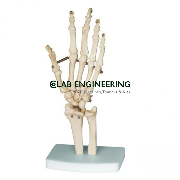 Hand Bone Model