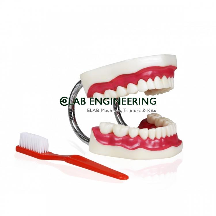 Large Teeth Model with Brush