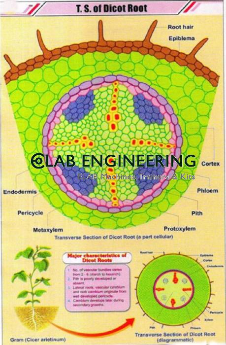 T.S. Stem Monocot Chart